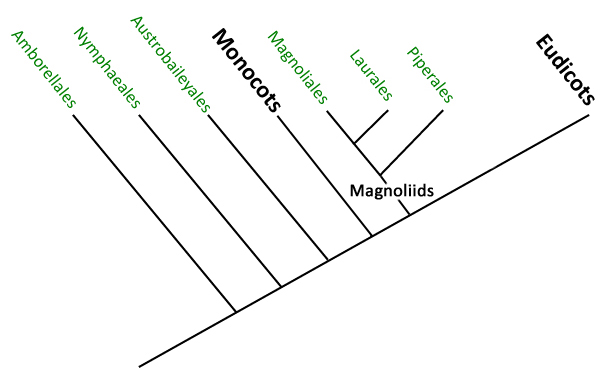 <p>What are the three main angiosperm lineages?</p>