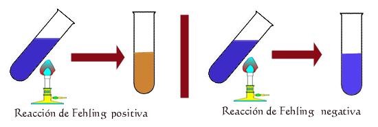 <ul><li><p>Reacción de FEHLING:</p></li></ul><p>Monosacáridos reductores= reducen sales de cobre de cúpricas (azul) a cuprosas (rojo)</p><ul><li><p>Prueba de FEHLING:</p></li></ul><p>Calienta disolución de glúcido y sulfato de cobre, si glúcido es reductor (mono y disacáridos excepto sacarosa) se oxidará (-sulfato de cobre) azul a rojo (óxido de cobre).</p>