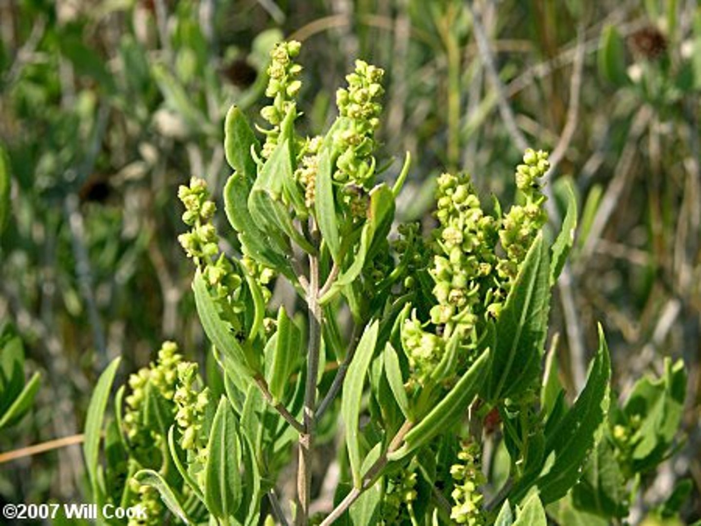 <p>-succulent like leaves<br>-serrated leaves<br>-</p>