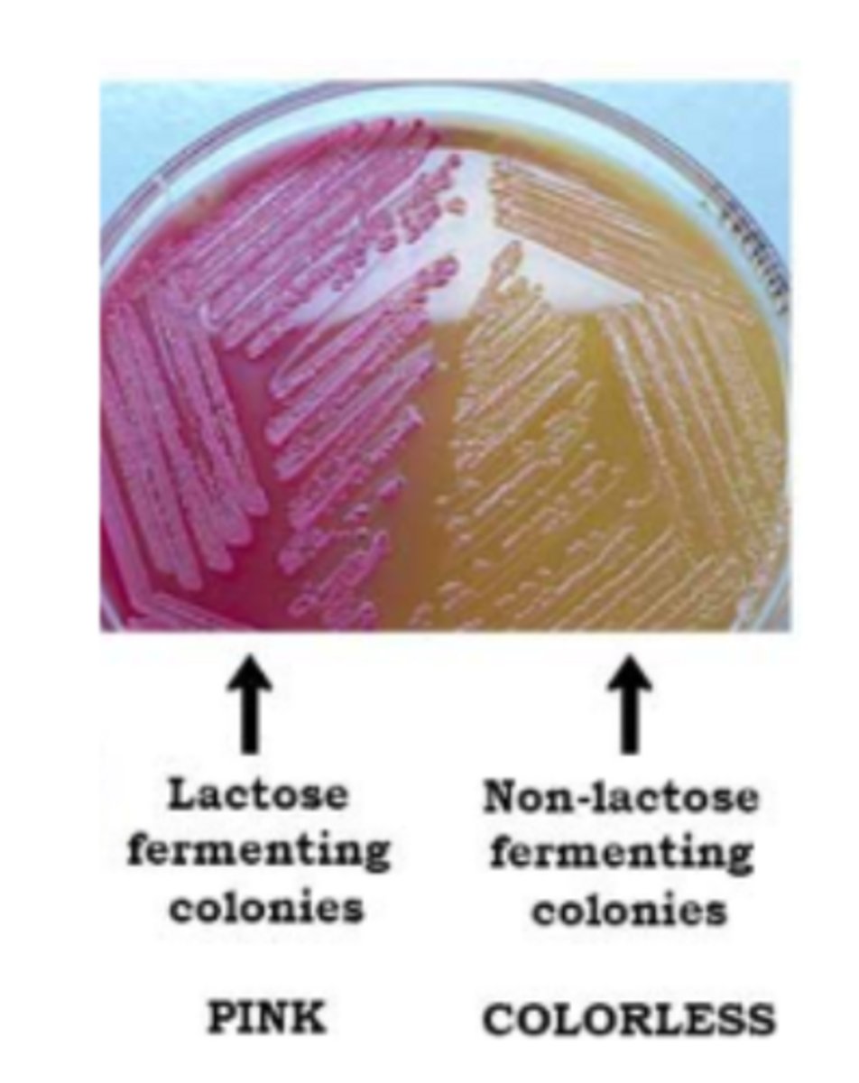 <p>lactose fermenters vs nonfermenters; lactose fermenting colonies produce acid, drop in pH changes color of agar</p>