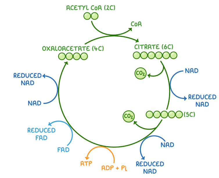 <p><span style="background-color: transparent;"><span>1. </span><strong><span>Formation of citrate = </span></strong><span>Acetyl CoA (which contains 2C acetate) reacts with 4C molecule oxaloacetate OAA, to form 6C citrate&nbsp;</span></span></p><p><span style="background-color: transparent;"><span>2. </span><strong><span>Decarboxylation and Dehydrogenation</span></strong><span> = Citrate is decarboxylated, releasing 1x CO2 &amp; dehydrogenated, releasing a hydrogen which produces 1x reduced NAD to form a 5C molecule&nbsp;</span></span></p><p><span style="background-color: transparent;"><span>3. </span><strong><span>Decarboxylation and Dehydrogenation = </span></strong><span>Another decarboxylation reaction take place releasing 1x CO2 &amp; another dehydrogenation reaction occurs to produce 1x reduced NAD&nbsp;</span></span></p><p><span style="background-color: transparent;"><span>4. </span><strong><span>Synthesis of ATP = </span></strong><span>1x ATP molecule is produced by substrate level phosphorylation</span></span></p><p><span style="background-color: transparent;"><span>5. </span><strong><span>Dehydrogenation = </span></strong><span>Dehydrogenation occurs twice producing 1x reduced FAD and 1x reduced NAD</span></span></p><p><span style="background-color: transparent;"><span>6. </span><strong><span>Regeneration of 4C OAA </span></strong><span>= allows krebs cycle to continue&nbsp;</span></span></p>