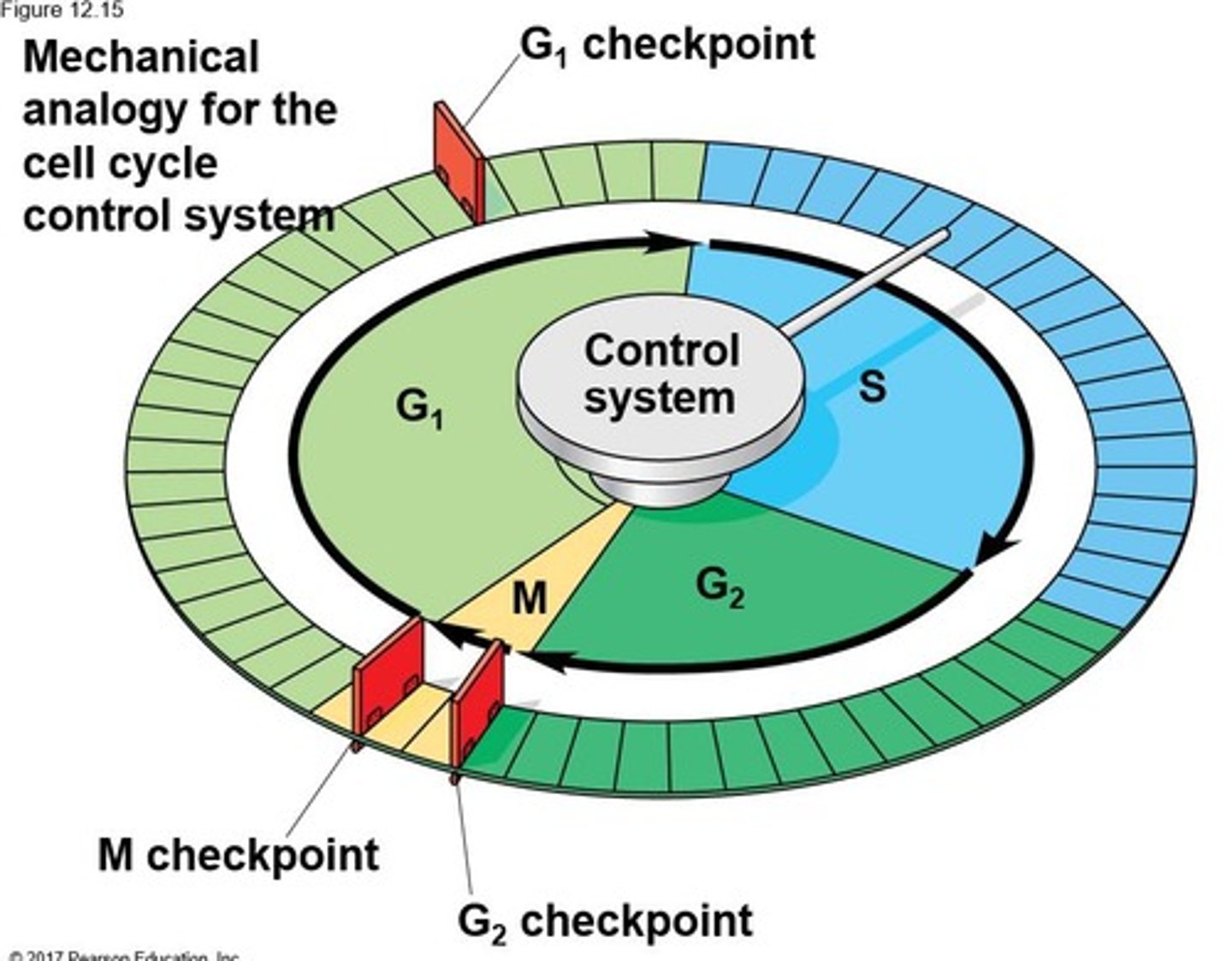 <p>Regulation occurs at the molecular level, influenced by specific chemical signals.</p>