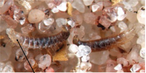 <p>presence of fleas</p><p>pruritis&nbsp;</p><p>presence of flea dirt</p><ul><li><p>comb hair and put debris on wet paper towl&nbsp;</p></li><li><p>flea dirst appears red</p></li></ul><p>larvae actively move away from light&nbsp;</p><ul><li><p>maggot like, distinct brown head</p></li><li><p>13 segments, posterior bristles</p></li><li><p>susceptible to desiccation</p></li><li><p>looping movement</p></li><li><p>can move several meters </p></li></ul><p></p>