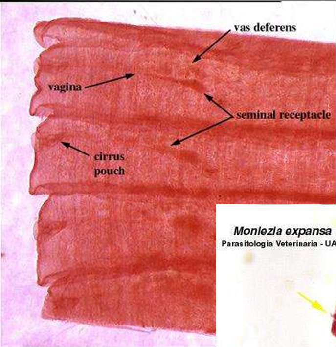 <p>Moniezia expansa</p><p>Immature proglottid</p>