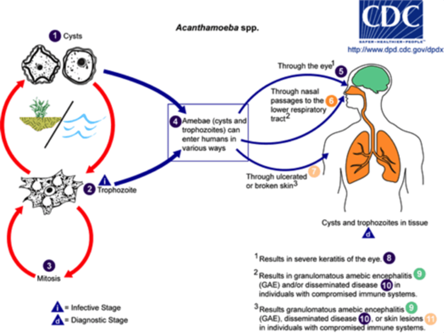 <p>Cysts (Stage 1)</p><p>The cyst is the infective form of Acanthamoeba.</p><p>Found in soil, water, and air, these cysts can survive harsh conditions.</p><p>Trophozoite (Stage 2)</p><p>When conditions are favorable, the cyst transforms into a trophozoite, the active feeding and dividing form.</p><p>Both cysts and trophozoites can infect humans.</p><p>Mitosis (Stage 3)</p><p>Trophozoites reproduce by simple mitotic division (asexual reproduction).</p>