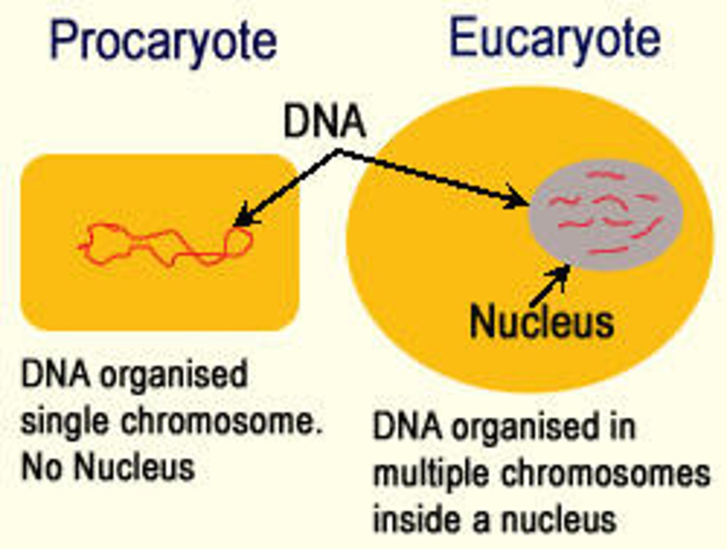 <p><strong>Eukaryotic Cells</strong></p><p>Both DNA and RNA are found in the nucleus.</p><p>DNA also in mitochondria and chloroplasts.</p><p>RNA also in cytoplasm and as part of ribosomes (free or bound to rough ER)</p><p>DNA is packaged with histone proteins to form nucleosomes, which allow the chromosomes to adopt a more compact structure known as chromatin.</p><p><strong>Prokaryotic Cells</strong></p><p>the DNA is unpackaged (naked) and forms a single circular chromosome known as a genophore. </p><p>Both DNA and RNA are in the cytoplasm.</p><p>DNA is clumped in a region called the nucleoid.</p>
