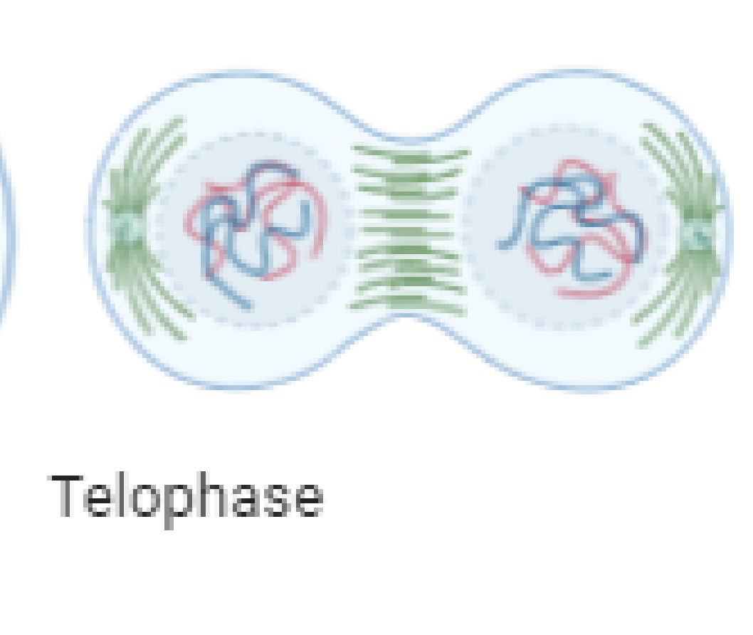 <p>Two nuclei form, each with the same number come chromosomes</p>