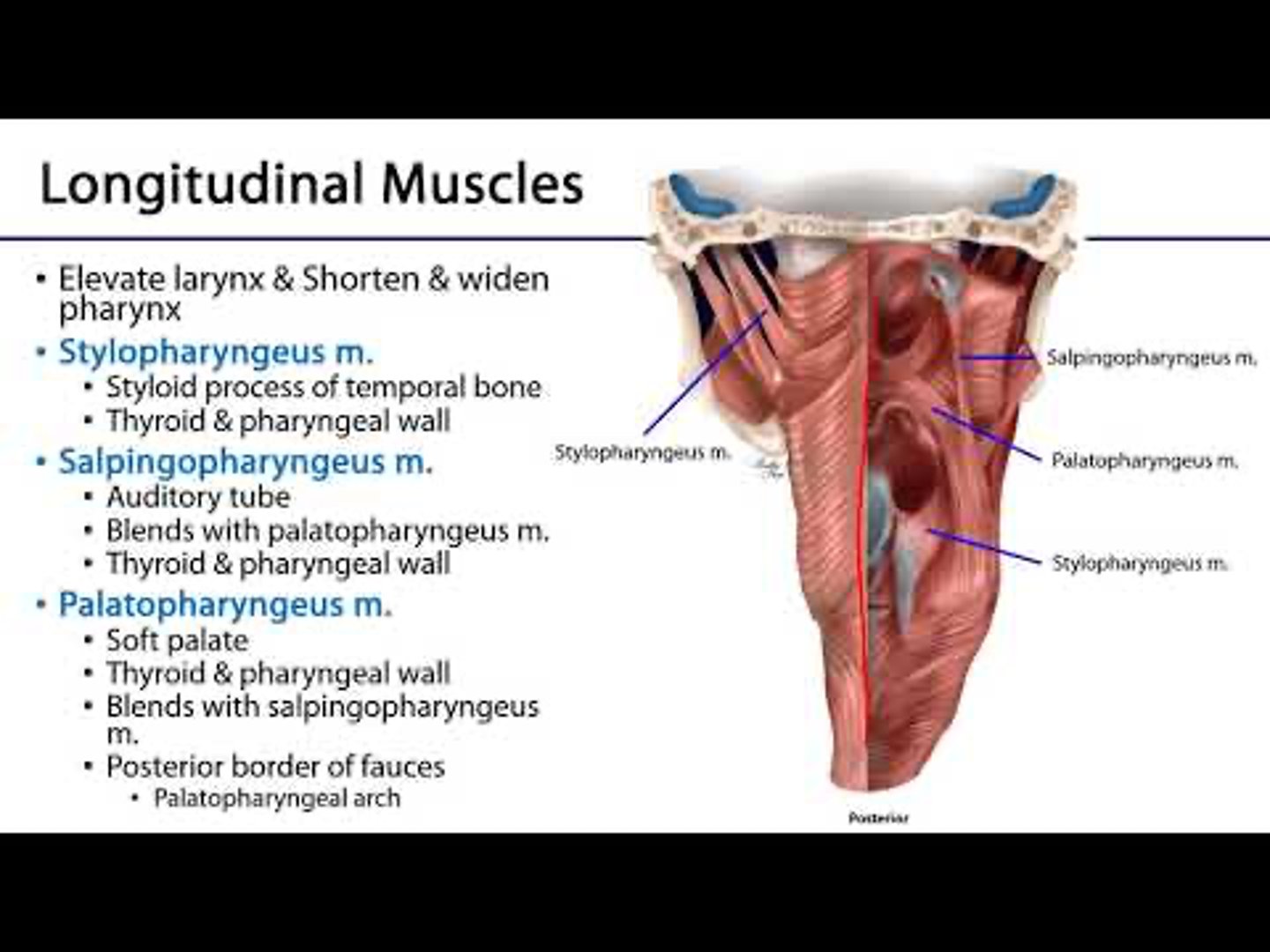<p>They elevate the pharynx and larynx during swallowing and speaking.</p><p>The inner longitudinal layer consists of the palatopharyngeus, salpingopharyngeus, and stylopharyngeus muscles.</p><p>1. palatopharyngeus</p><p>2. salpingopharyngeus</p><p>3. stylopharyngeus</p>
