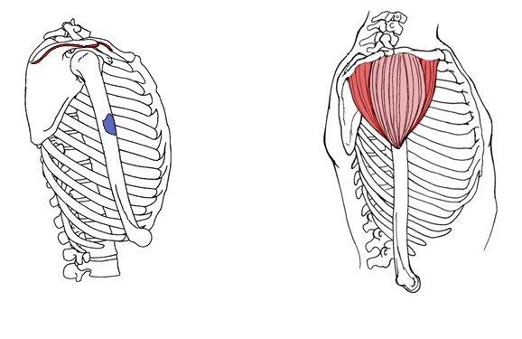 <p>Origin for posterior delt</p>