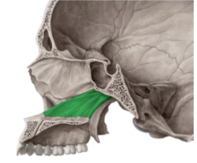 <p>superiorly from the base of the nasal cavity; inferior portion of the bony nasal septum</p>