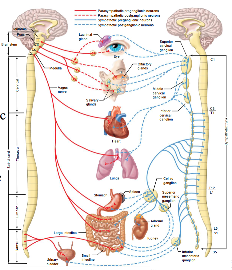 <ul><li><p>Most organs and tissues receive both sympathetic and parasympathetic innervation.</p></li><li><p>Parasympathetic fibers primarily travel via cranial nerve X (vagus nerve).</p></li><li><p>Sympathetic innervation arises from spinal cord levels T1 to L2 — the thoracolumbar outflow — and supplies the entire body.</p></li></ul><p></p>