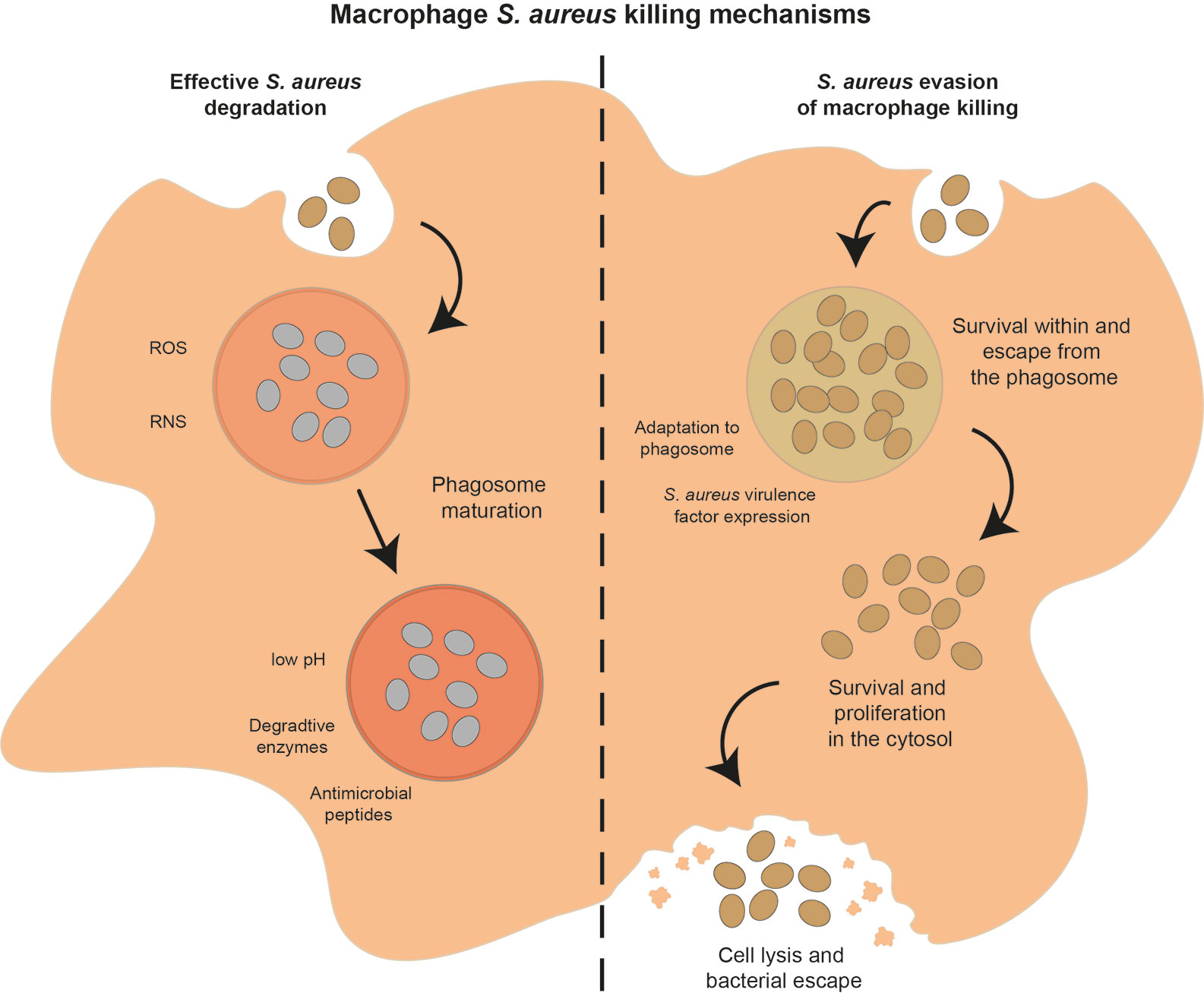 <ul><li><p><span><strong>Protein A </strong>coats the cell surface which <strong>interferes with humoral immune responses </strong></span></p></li></ul><p><span>          • Inhibits complement cascade </span></p><ul><li><p><span><strong>Bound coagulase allows for fibrin clots</strong> hide the bacteria from phagocytic  cells</span></p></li><li><p><span><strong>Synthesize polysaccharide slime layers</strong>  (capsules)</span></p></li></ul><p><span>        • Inhibit leukocyte chemotaxis and  phagocytosis </span></p><p><span>       • Enables attachment of Staphylococcus to  surfaces</span></p>