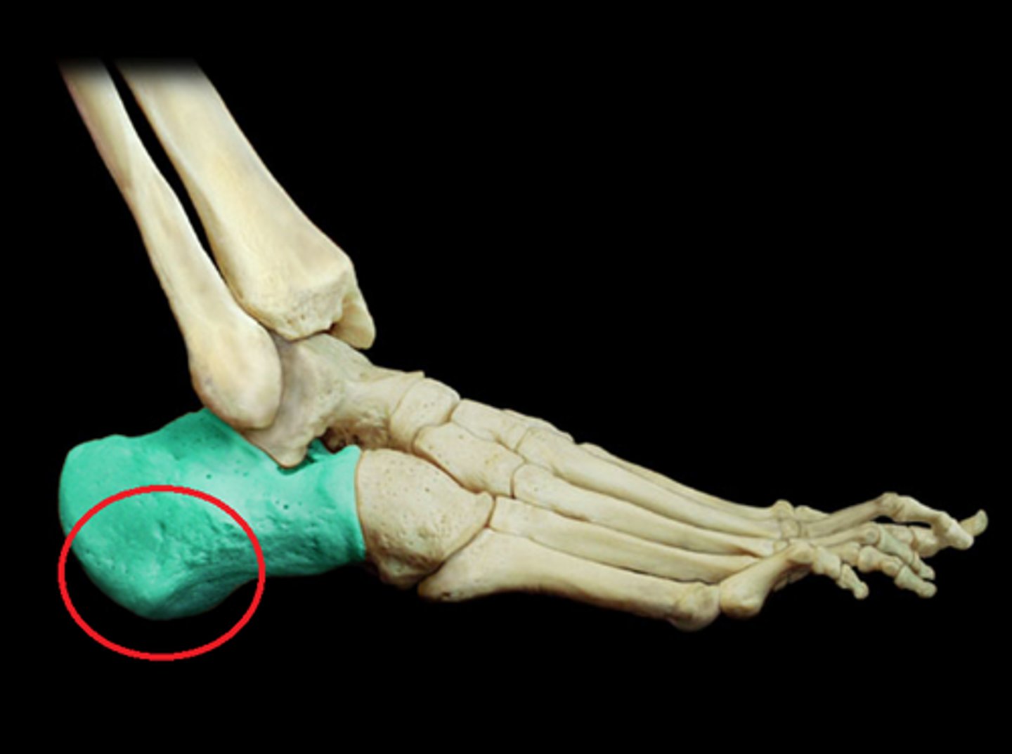 <p>Heel</p>