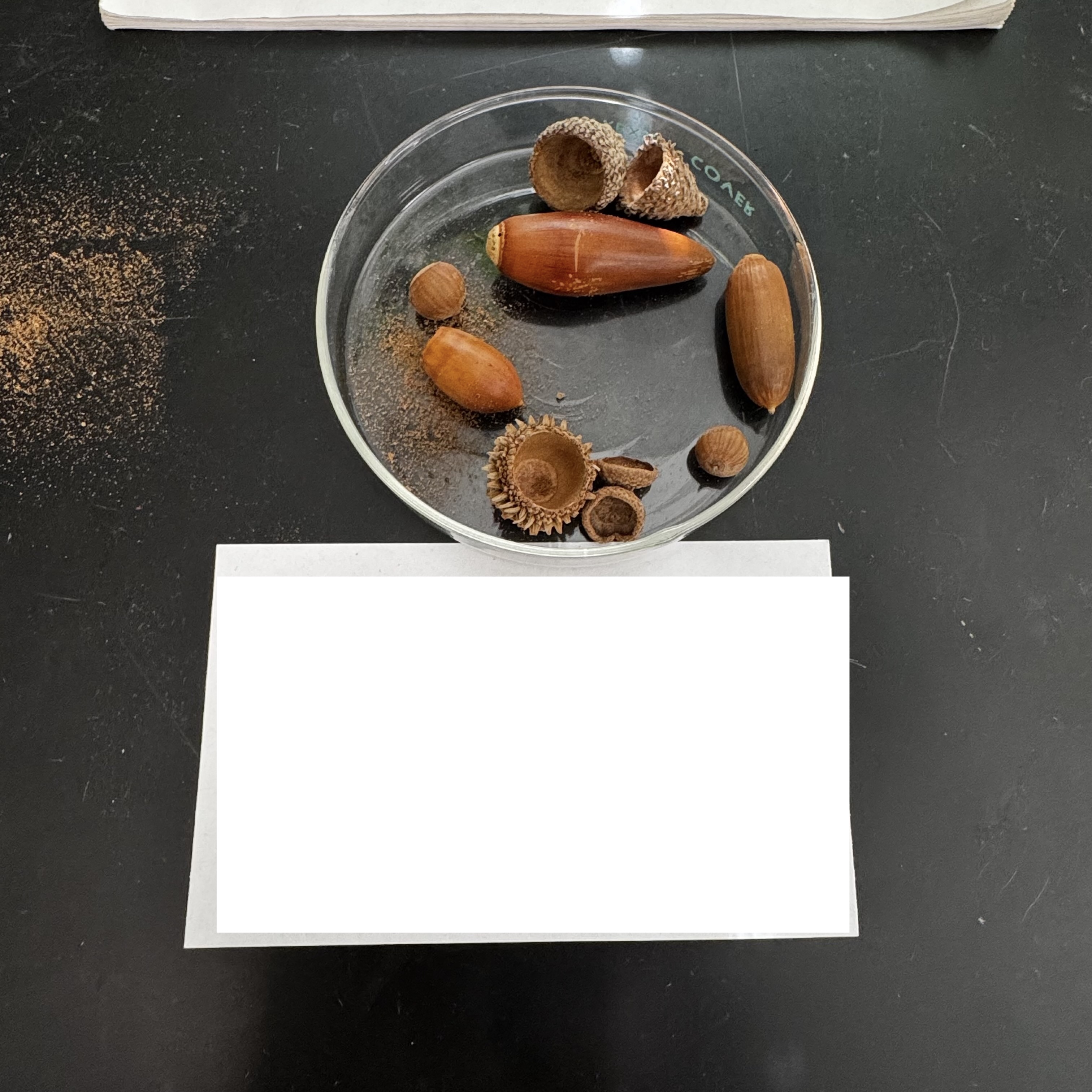 <p>What order, family, and genus?</p>