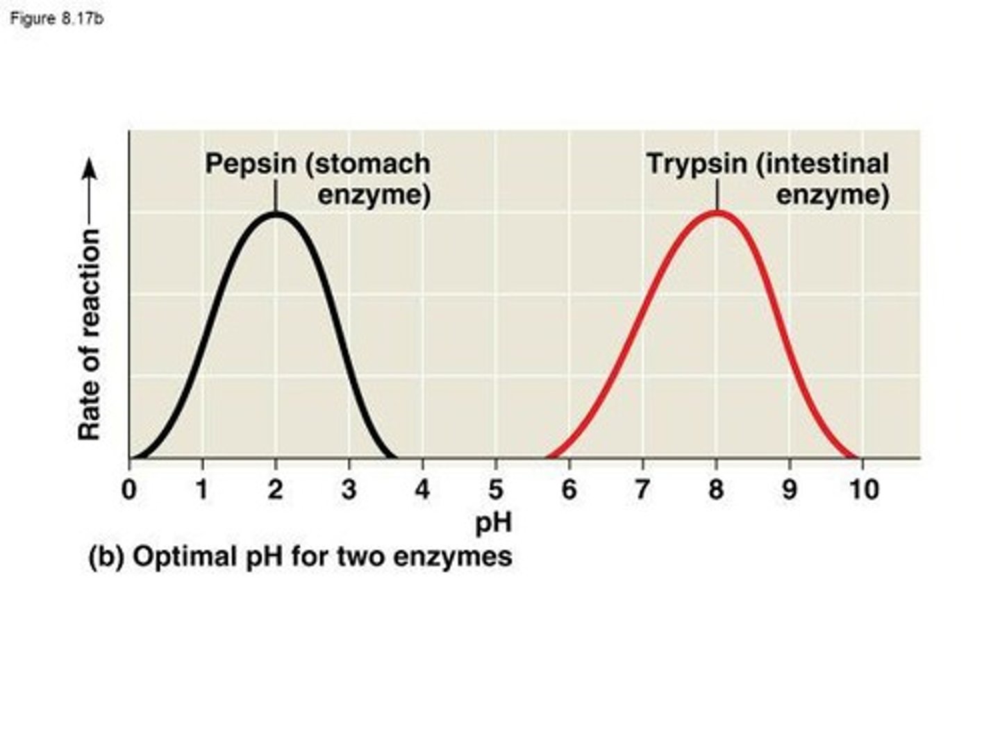 <p>2, which is suitable for the human stomach.</p>