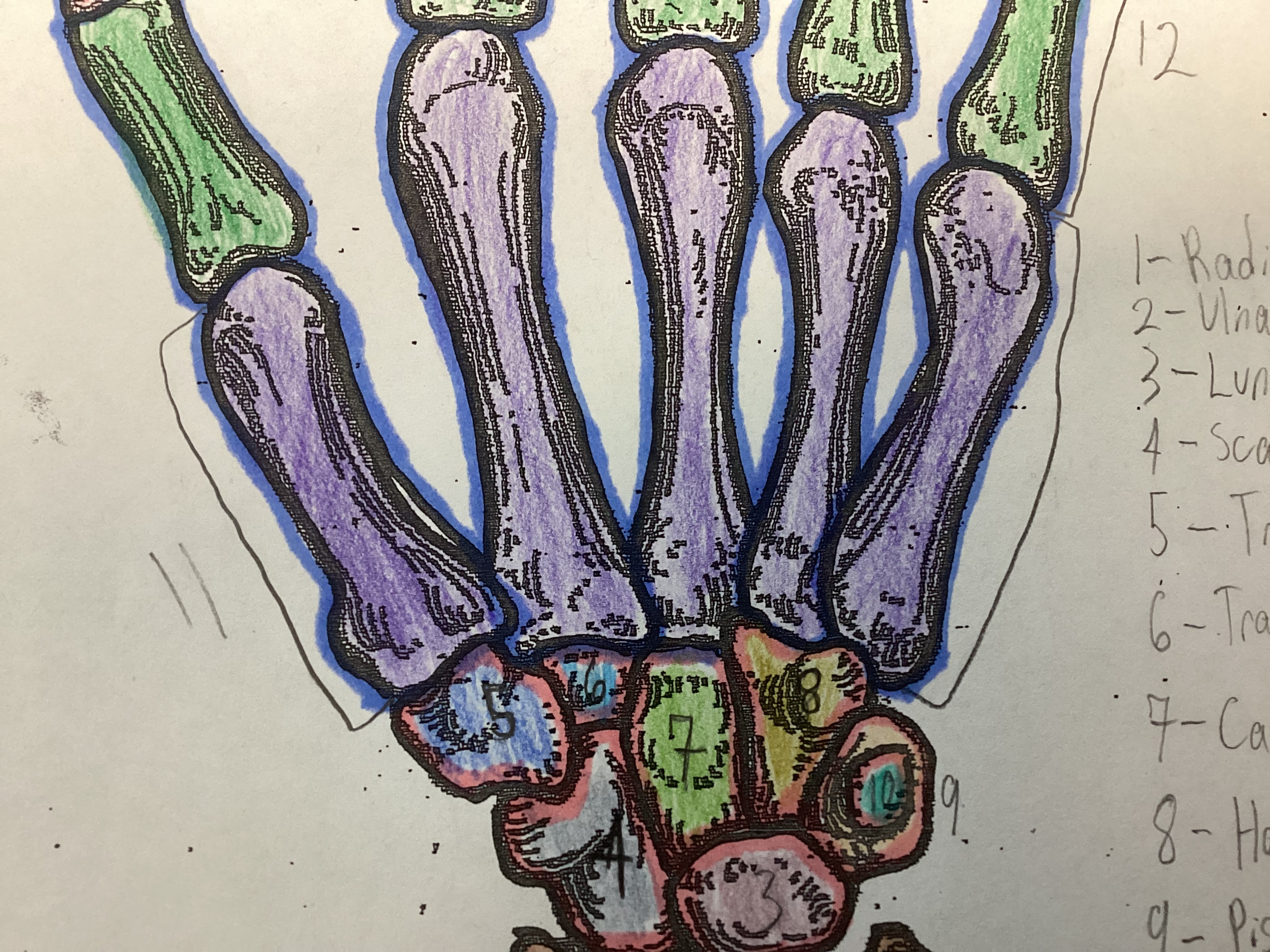 <p>attaches to the middle finger metatarsal, 7</p>