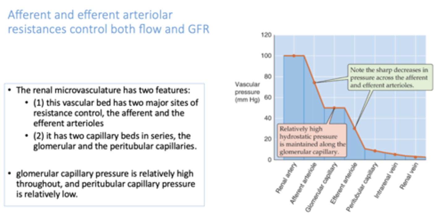 <p>peritubular capillaries</p>