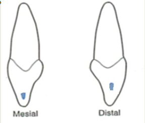 <p>Look at a facial or lingual or incisal (occlusal) view.</p><p>You can draw in a contact area when you have a proximal view but you really cannot see where it is. </p>