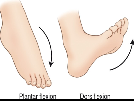 <p>___ refers to raising the foot upwards, while ____ refers to pointing the foot downwards.</p>