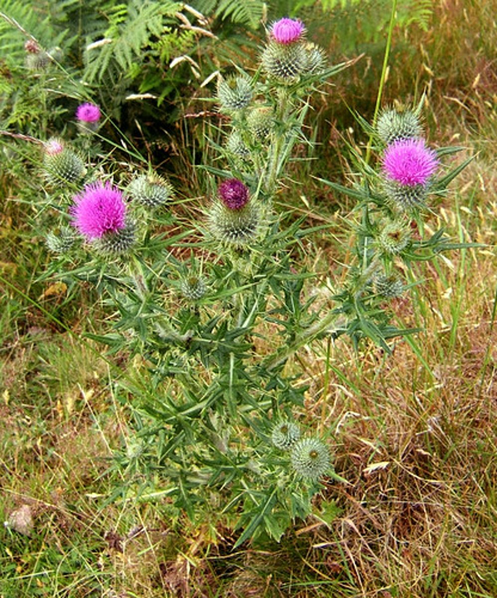 <p>Speerdistel</p>