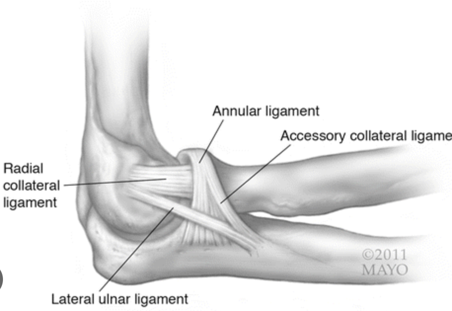 <p>lateral ulnar collateral ligament, injury results in posterolateral rotatory instability</p>