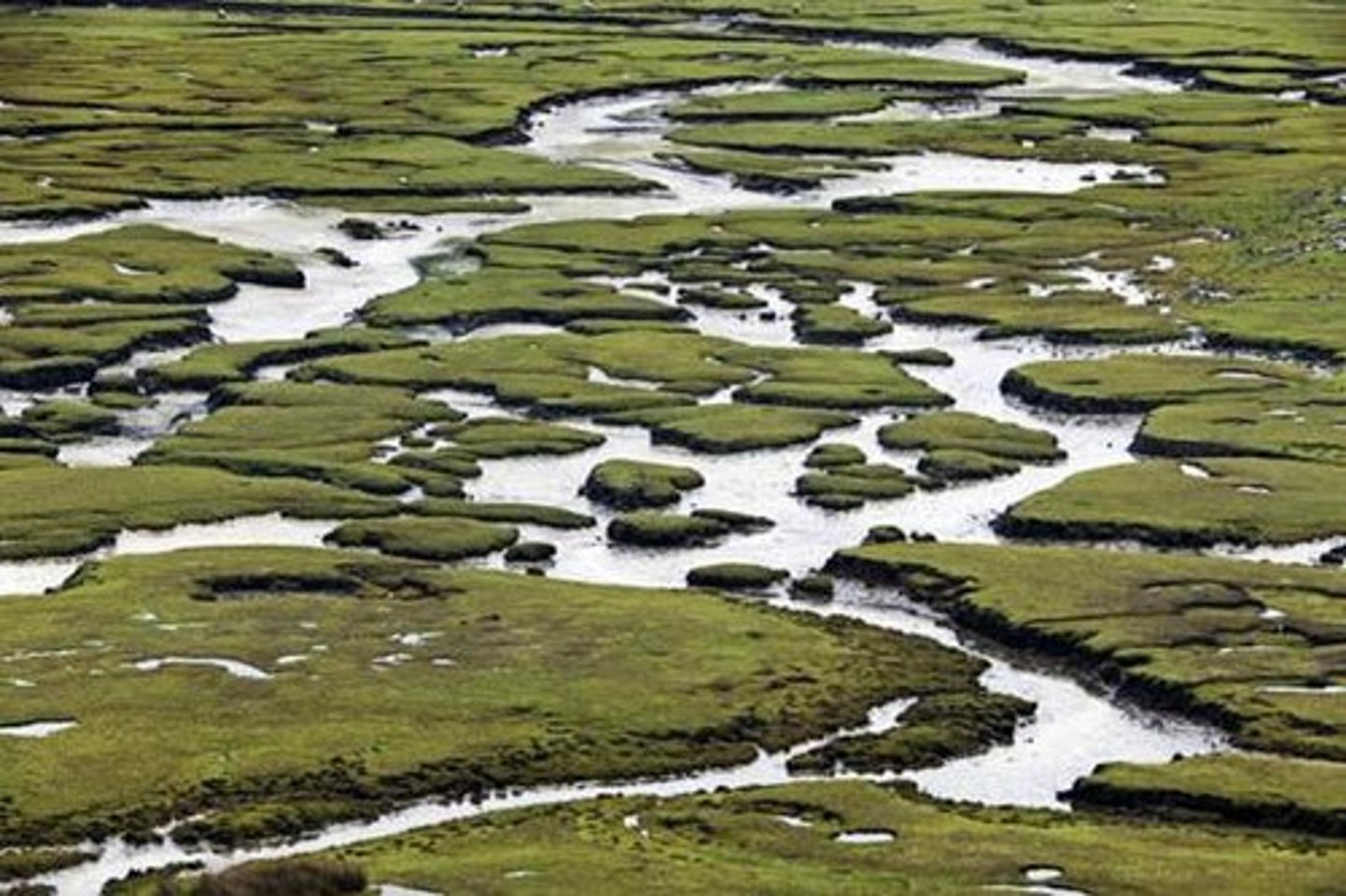 <p>an area of land with soil made of partially decayed plant material</p><p>---- are important for storing carbon.</p>