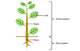 <p>What are the three main organs of a vascular plant?</p>