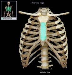 <p>the bony structure that forms the middle portion of the sternum</p>