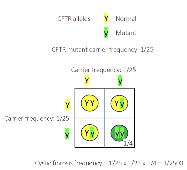<p>Cystic Fibrosis</p><ul><li><p>Carrier is 1/25</p></li><li><p>Newborn 1/2500</p></li></ul><p></p>