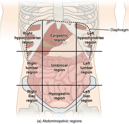 <p>Right Hypochondriac, Epigastric, Left Hypochondriac, Right Lumbar, Umbilical, Left Lumbar, Right Iliac, Hypogastric, Left Iliac</p>