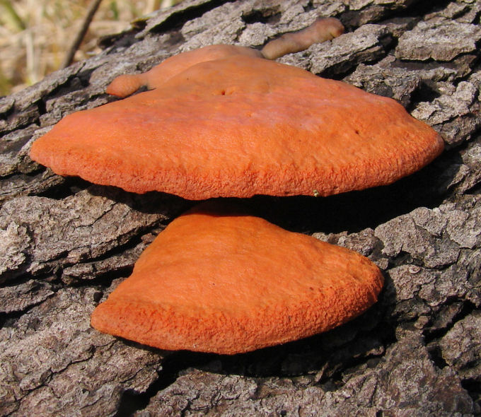<p>What fungus is this? (Scientific name)</p>
