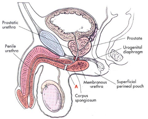 -The urethra which runs from the urinary bladder to the penis
-Part of the Male Reproduction Tract