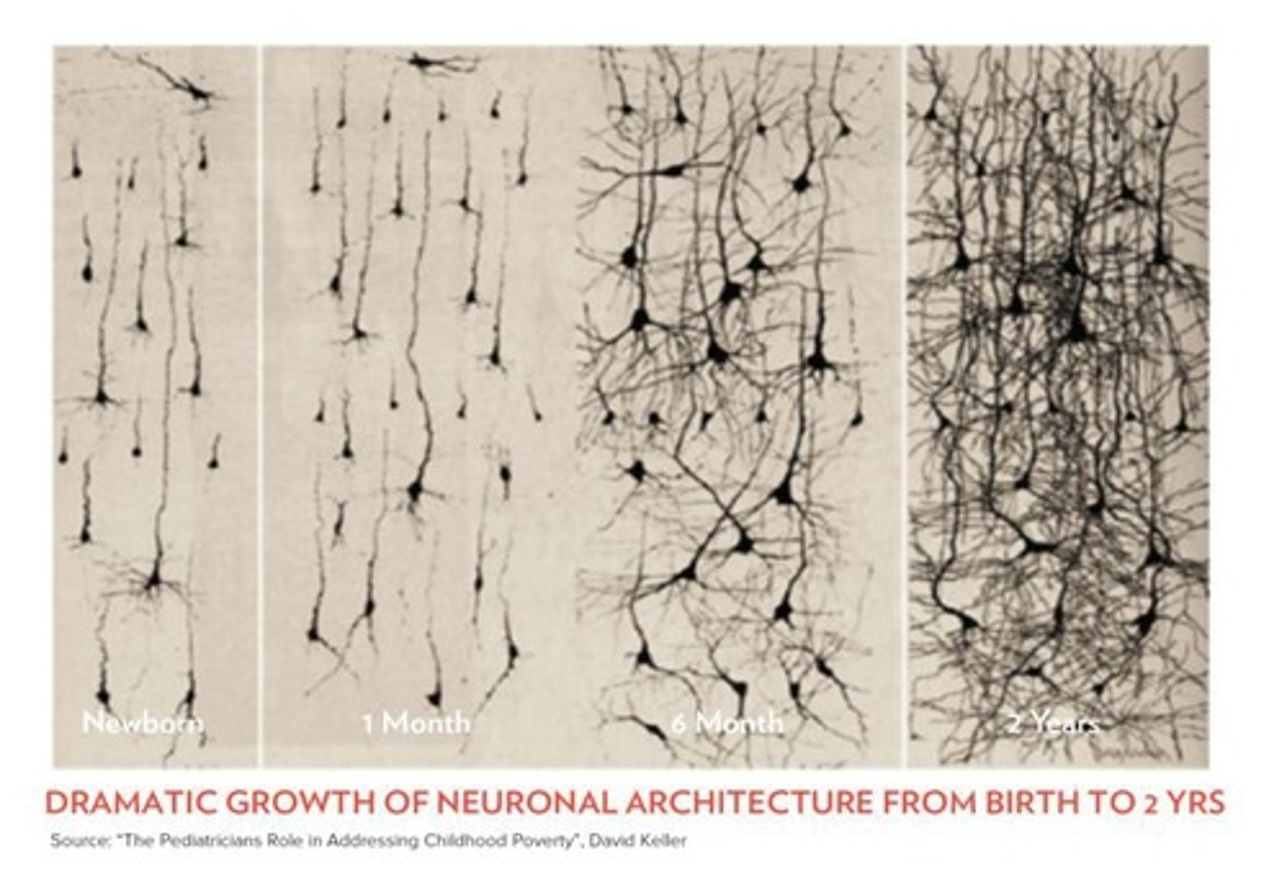 <p>They can cause a buildup of brain neurons.</p>