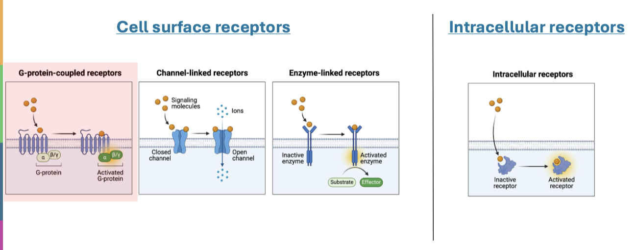 <ul><li><p>cell surface receptors (GPCR, Channel linked, enzyme linked) </p></li><li><p>intracellular receptors </p></li></ul><p></p>
