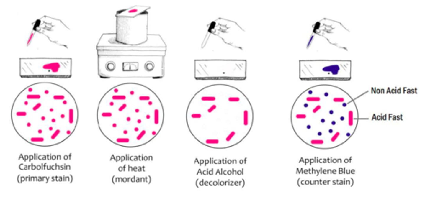 <p>1. heat heat-fixed bacterial smears over boiling dH₂O</p><p>2. while still heating, add carbolfuchsin stain</p><p>3. rinse with dH₂O</p><p>4. acid alcohol until run-off is clear</p><p>5. rinse with dH₂O</p><p>6. methylene blue stain</p><p>7. blot dry</p><p>8. observe under immersion oil</p>