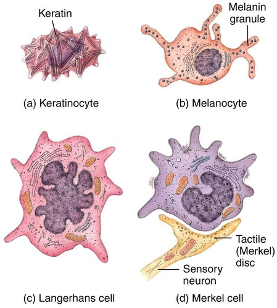 <p>Includes hair, nails, glands, blood vessels.</p>