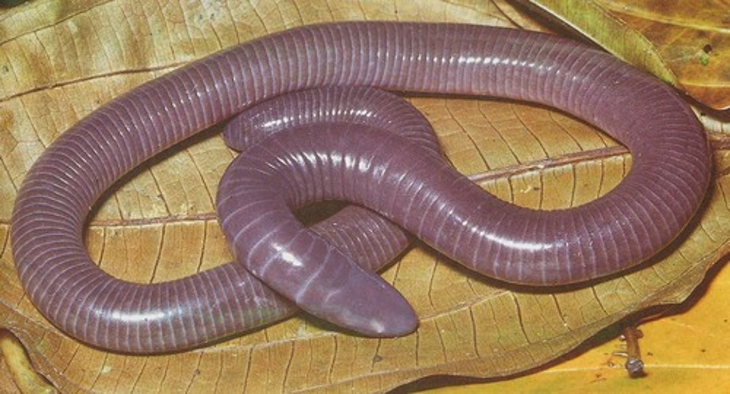<p>Caecilians</p><p>- Burrowing lifestyle, some fully aquatic</p><p>- Annulated and has wedge shaped skull</p><p>- Vestigial eyes, acute olfactory system</p><p>- Internal fertilization, all reproductive stages present</p><p>- Retractable sensory tentacles, special feeding mechanism</p>