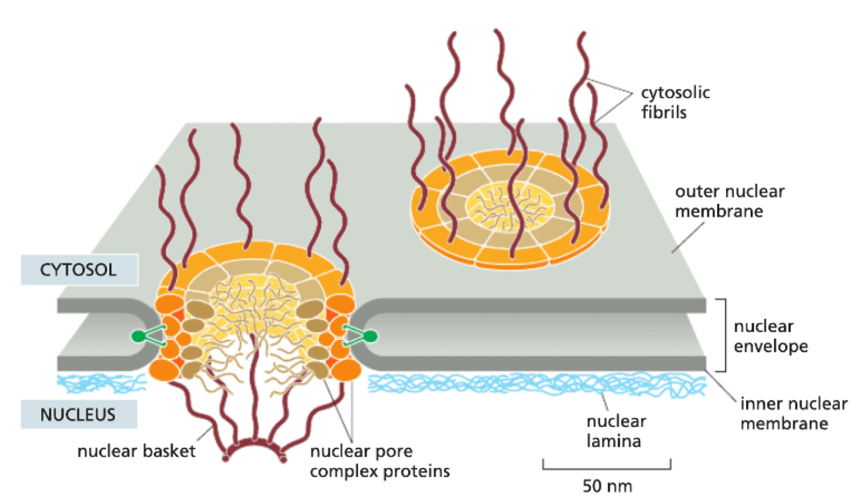 <ul><li><p>nuclear envelope = two membranes</p><ul><li><p>outer nuclear envelope</p></li><li><p>perinuclear space</p></li><li><p>inner nuclear envelope</p></li></ul></li></ul><p></p>