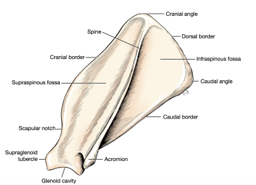 <p>Scapula</p>