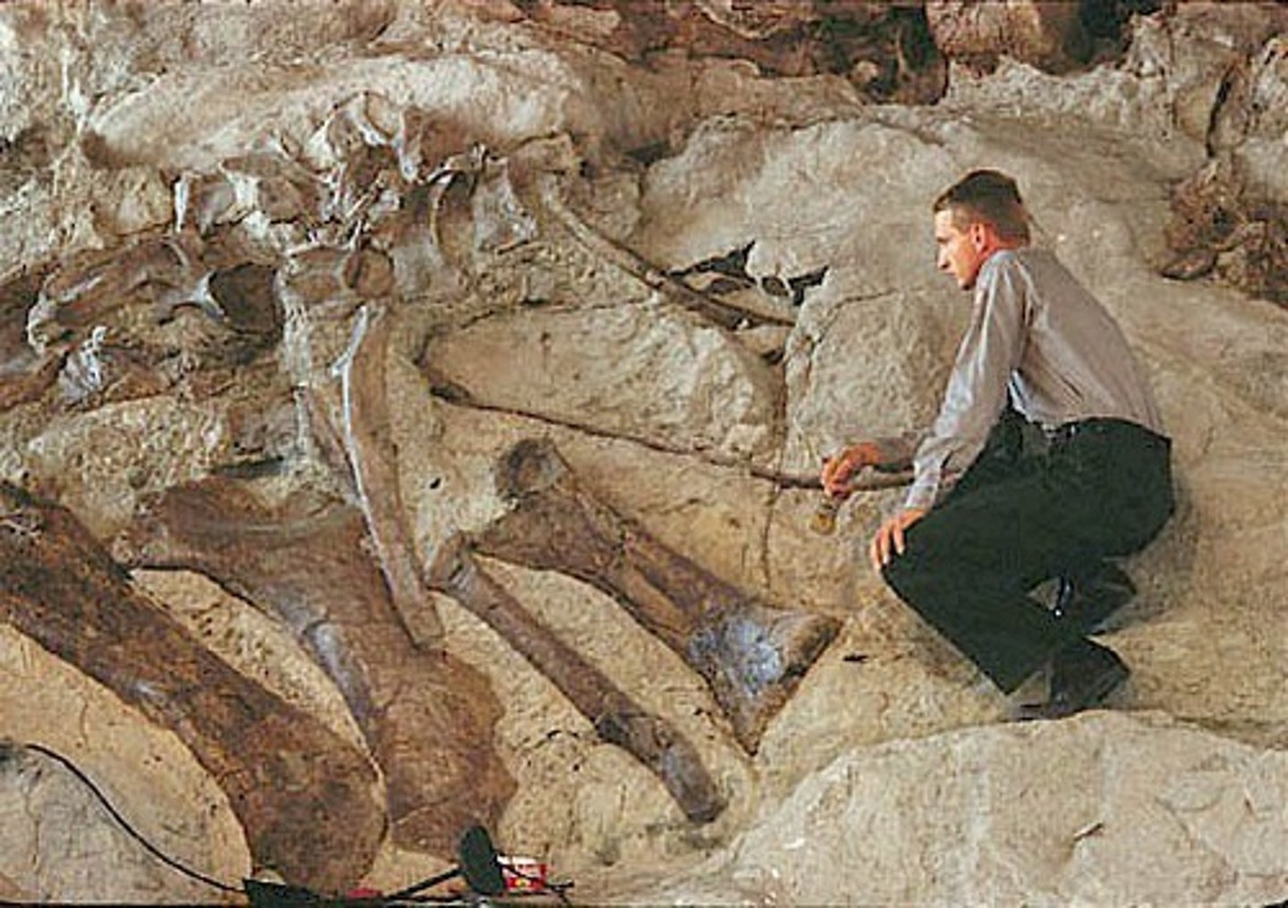 <p>a scientist who studies fossils</p>