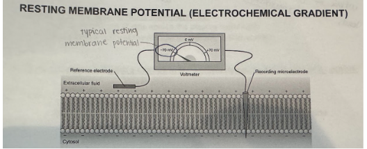 <p>The electrical voltage difference across the plasma membrane of excitable cells, which exists due to a small buildup of negative ions inside and positive ions outside. Typically range from $$-40$$ mV to $$-90$$ mV in neurons ($$-70$$ mV is a common value).</p>