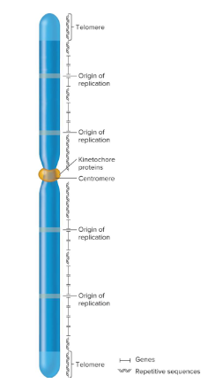 <p>Fill in the blank…</p><p>Eukaryotic species contain one or more chromosome ( ). Each set is composed of several different ( ) chromosomes. The chromosomes are usually tens to hundreds of millions of base pairs long and have a few hundred to several thousand genes (genes are ( )).</p>