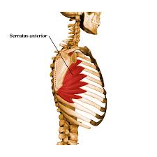 <p><span>Anterior surface of medial border of scapula, inferior angle</span></p>