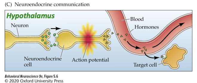 <ul><li><p>In the hypothalamus</p></li><li><p>Neuroendocrine cells fire action potentials to release hormones directly into the blood</p></li><li><p>Then affect cells in the anterior pituitary</p></li></ul><p></p>