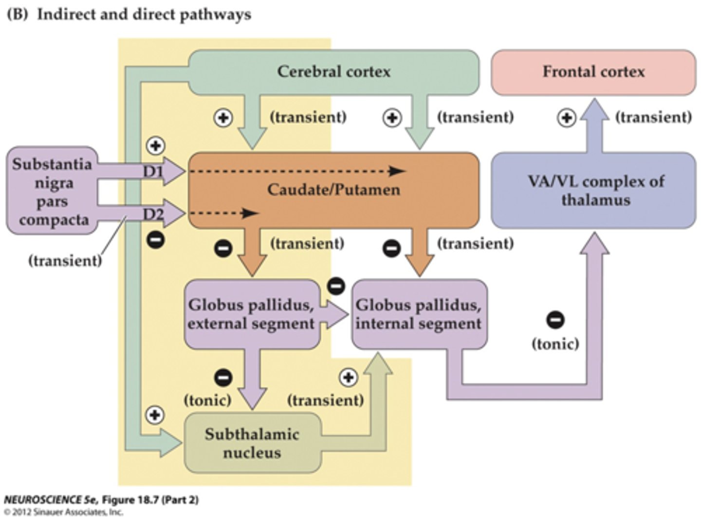 <p>facilitates the direct pathway and inhibits the indirect pathway</p>