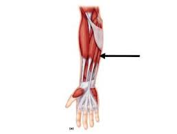 <p>anterior hand, wrist, forearm </p>