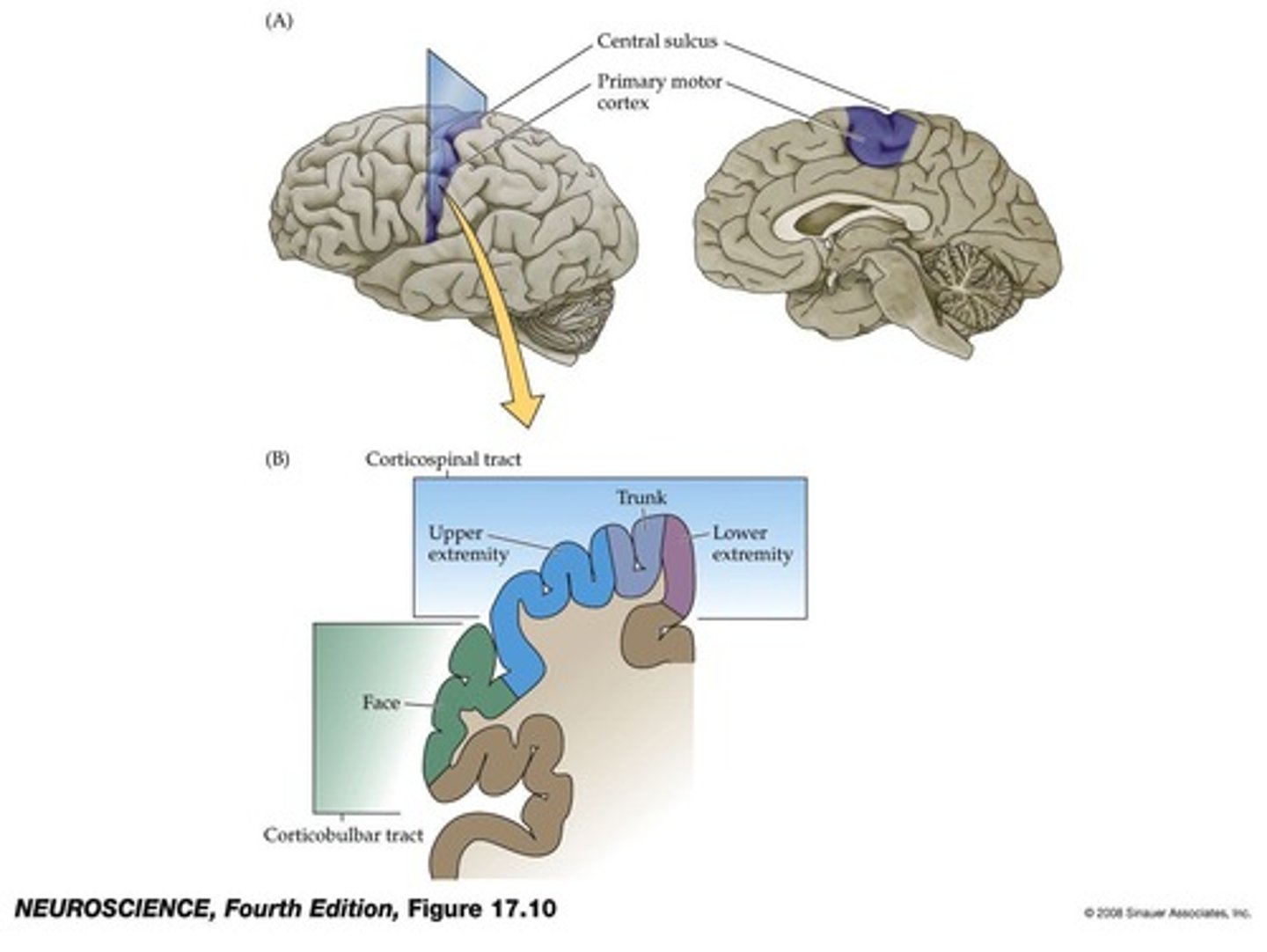 <p>It consists of areas that represent organized movements.</p>