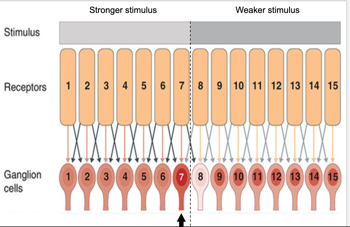 <p>ganglion cells inhibit and are inhibited by neighboring cells </p><p>explains the mach illusion </p><p>Blue arrows are the lateral inhibition; receptors 1-7 are much more impacted than 8-15. This impacts lateral inhibition.  <strong>Ganglion cell 7 has weaker inhibition due to dec lateral inhibition from receptor 8.  Ganglion cell 8 has stronger inhibition due to the strong inhibitory signal from receptor 7.</strong>  </p><p>Because of this, <strong>since ganglion cell 7 is less inhibited it is lighter, and ganglion cell 8 is more strongly inhibited and so is darker</strong>. This explains the illusion </p><p><strong>At edges, ganglion cells get differential amounts of inhibition from darker area and brighter area-&gt; makes edges stand out perceptually </strong></p><p></p>