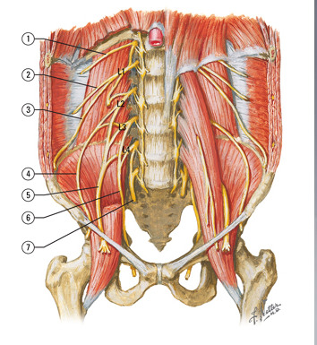 L2-L4
Main nerve of the anterior division. 
Travels through the obturator foramen to the medical thigh.