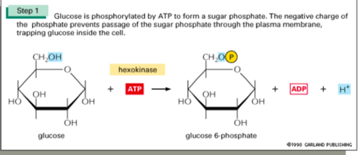 <p>Adds phosphate to glucose using ATP</p><p>Enzyme = Kinase</p><p>Energy needed = 1ATP</p><p>Product = Phosphorylated sugar --> forms glucose-6-phosphate (1P)</p><p>Favorable/Unfavorable = Favorable</p><p>Irreversible/ Reversible = Irreversible</p>